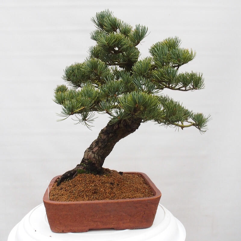 Venkovní bonsai - Pinus parviflora - Borovice drobnokvětá