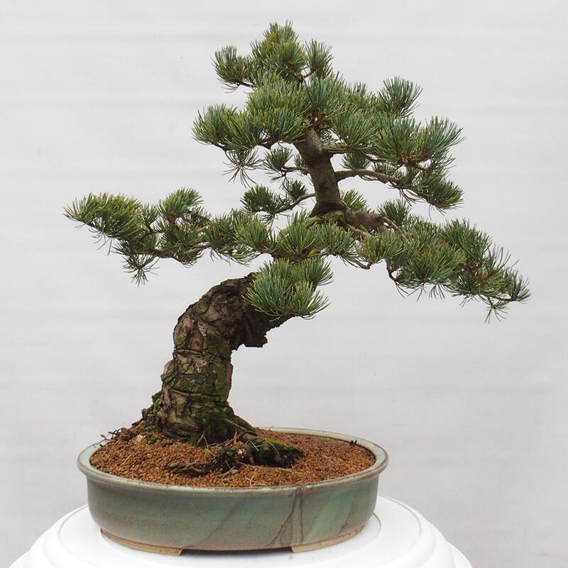 Venkovní bonsai - Pinus parviflora - Borovice drobnokvětá