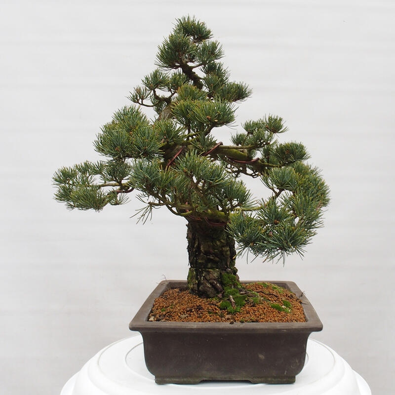 Venkovní bonsai - Pinus parviflora - Borovice drobnokvětá