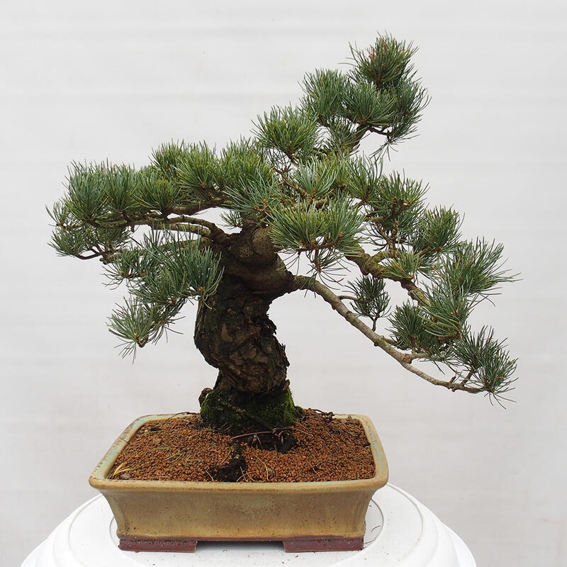 Venkovní bonsai - Pinus parviflora - Borovice drobnokvětá