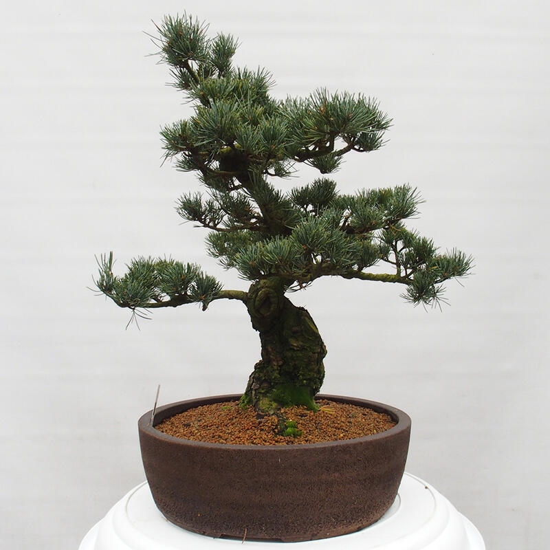 Venkovní bonsai - Pinus parviflora - Borovice drobnokvětá