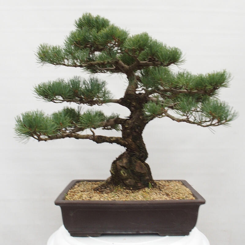 Venkovní bonsai - Pinus parviflora - Borovice drobnokvětá