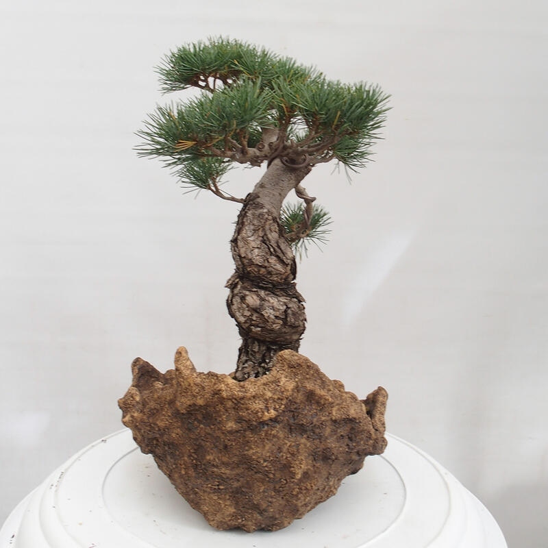 Venkovní bonsai - Pinus parviflora - Borovice drobnokvětá