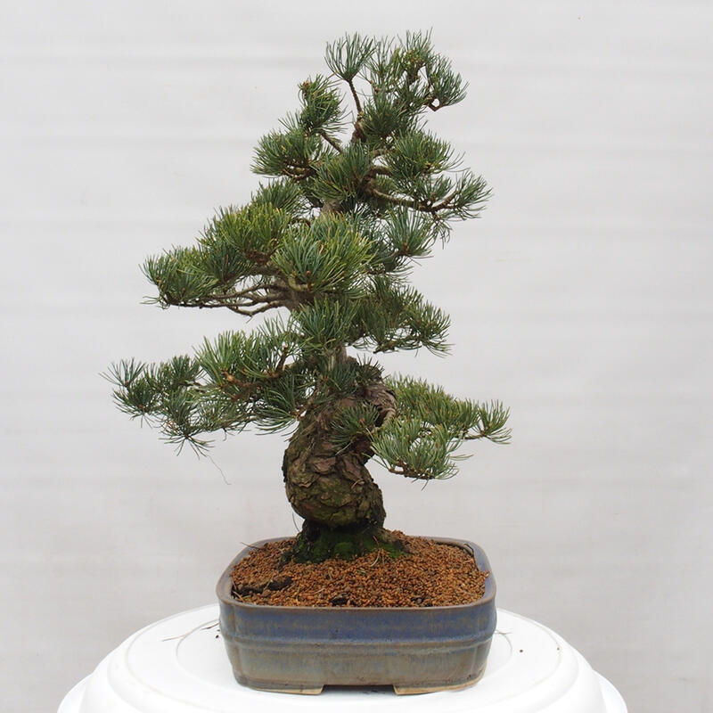 Venkovní bonsai - Pinus parviflora - Borovice drobnokvětá