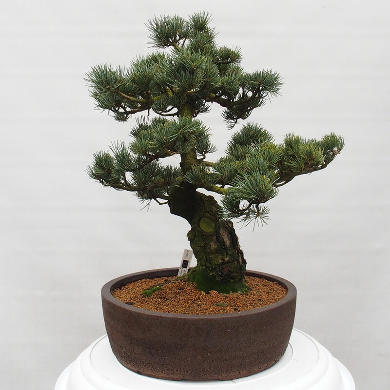 Venkovní bonsai - Pinus parviflora - Borovice drobnokvětá