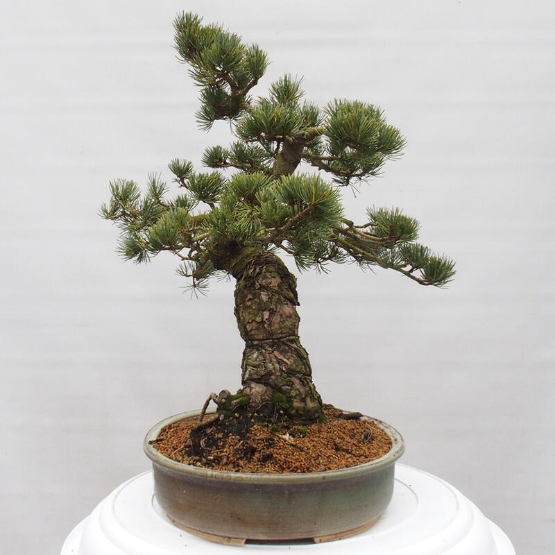 Venkovní bonsai - Pinus parviflora - Borovice drobnokvětá