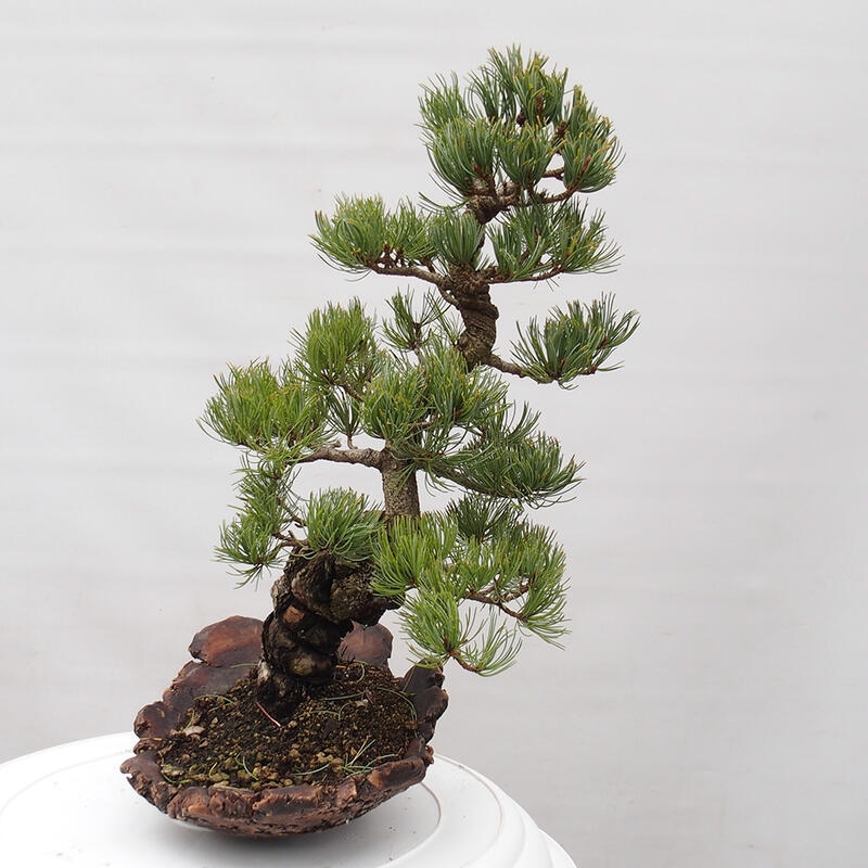 Venkovní bonsai - Pinus parviflora - Borovice drobnokvětá