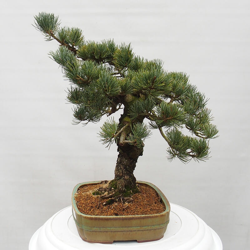 Venkovní bonsai - Pinus parviflora - Borovice drobnokvětá