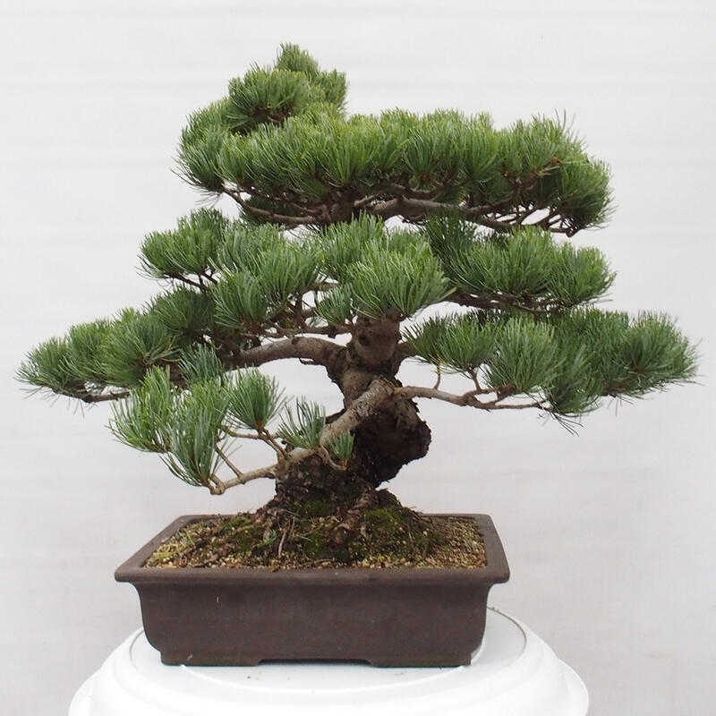 Venkovní bonsai - Pinus parviflora - Borovice drobnokvětá