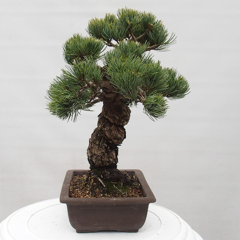 Venkovní bonsai - Pinus parviflora - Borovice drobnokvětá