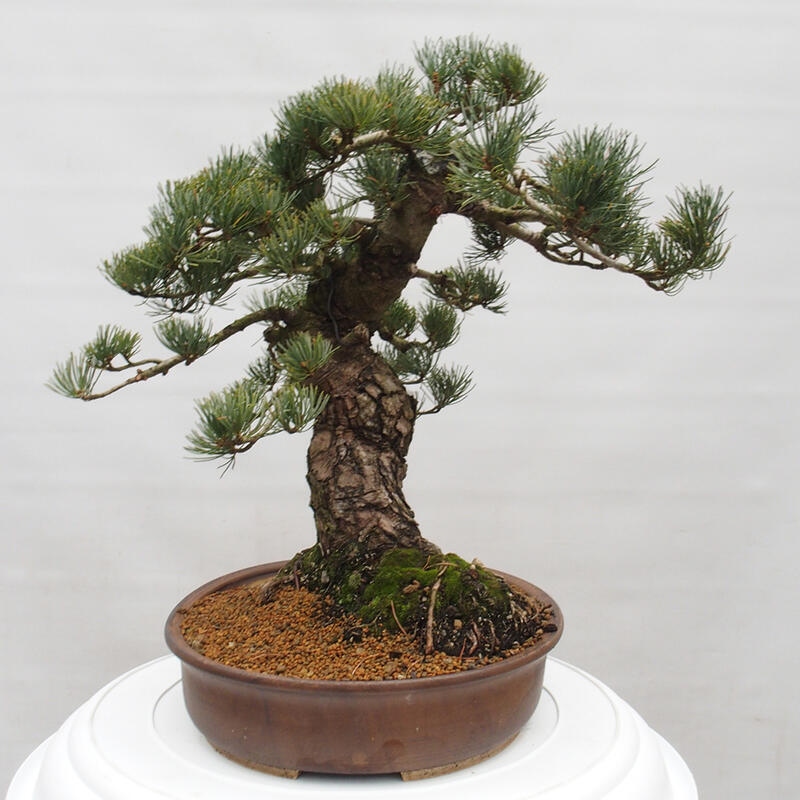 Venkovní bonsai - Pinus parviflora - Borovice drobnokvětá