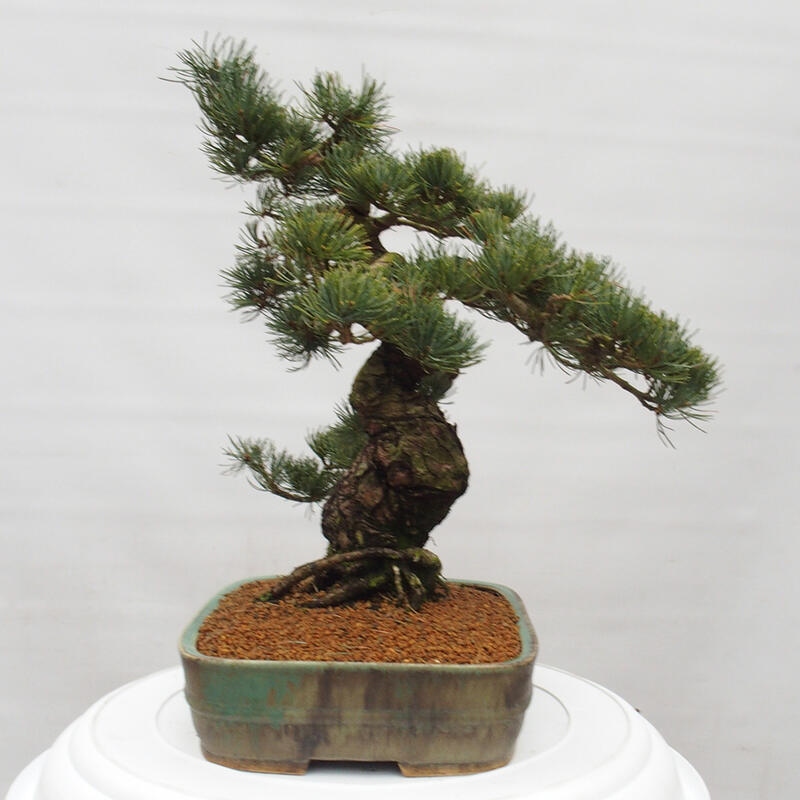 Venkovní bonsai - Pinus parviflora - Borovice drobnokvětá