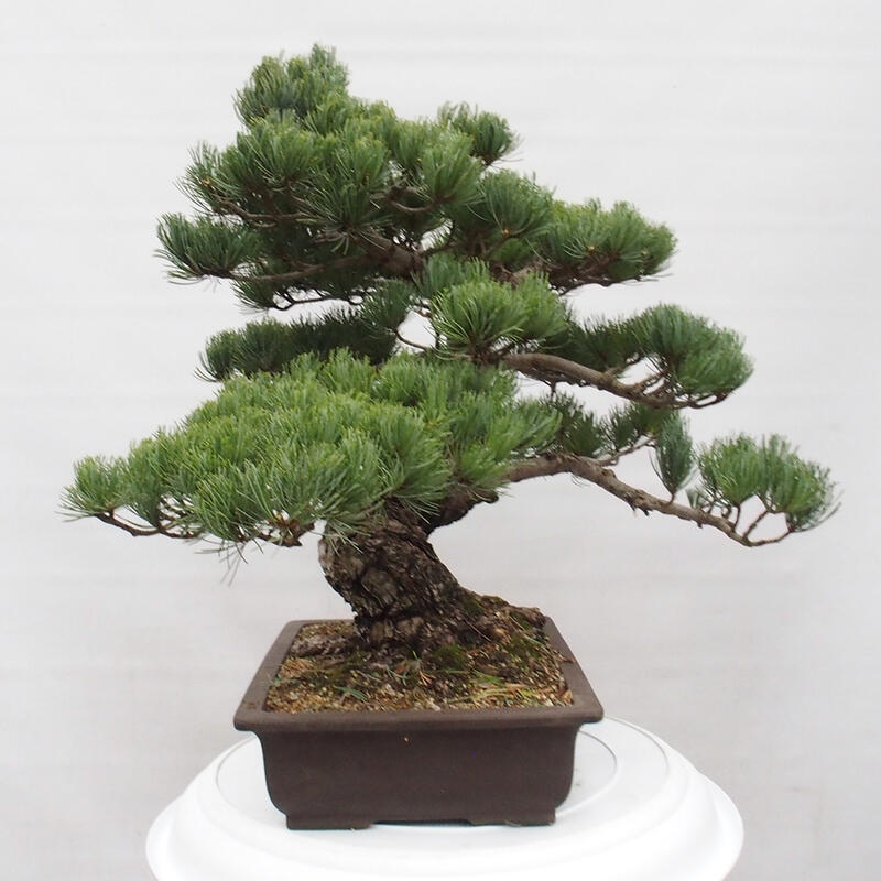 Venkovní bonsai - Pinus parviflora - Borovice drobnokvětá