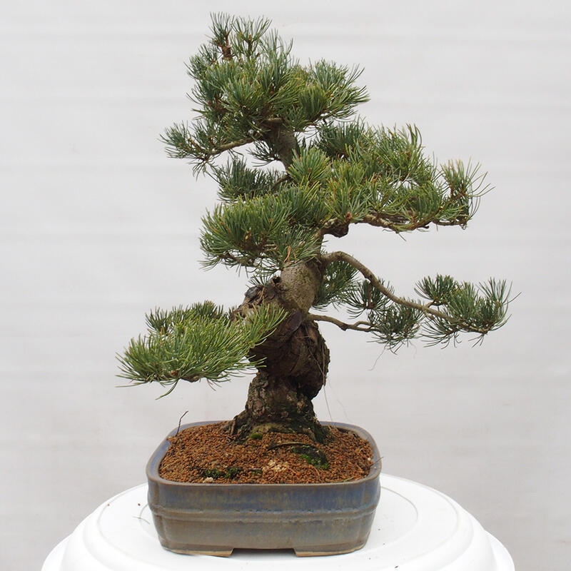 Venkovní bonsai - Pinus parviflora - Borovice drobnokvětá