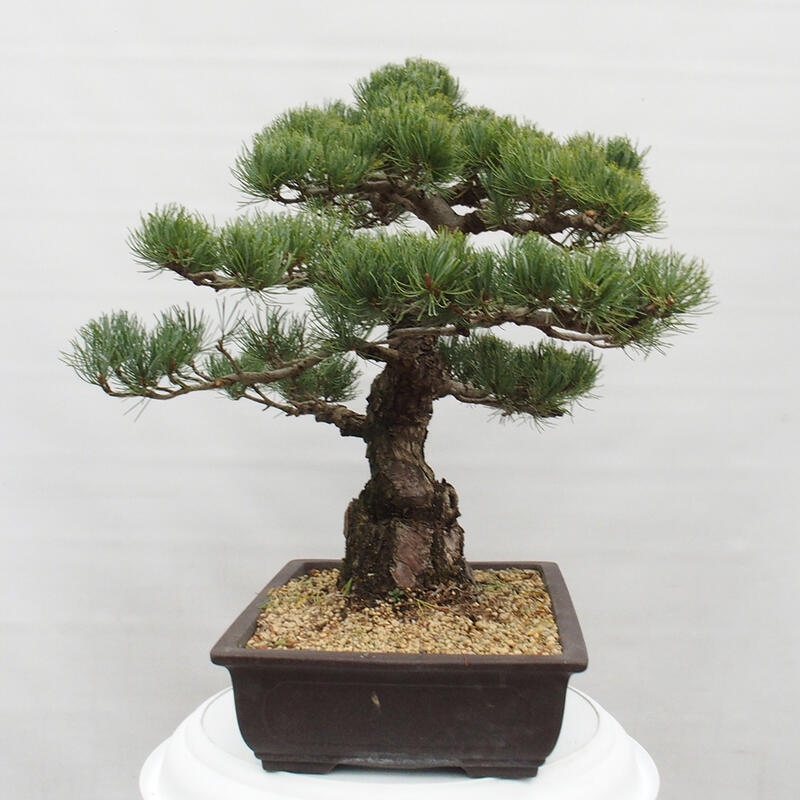 Venkovní bonsai - Pinus parviflora - Borovice drobnokvětá