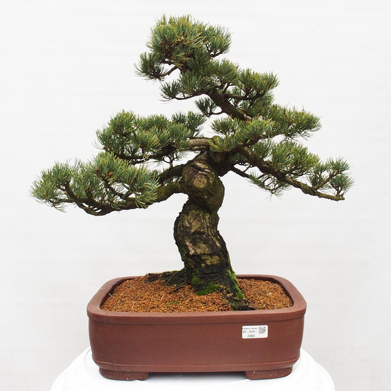 Venkovní bonsai - Pinus parviflora - Borovice drobnokvětá