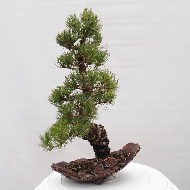 Venkovní bonsai - Pinus parviflora - Borovice drobnokvětá