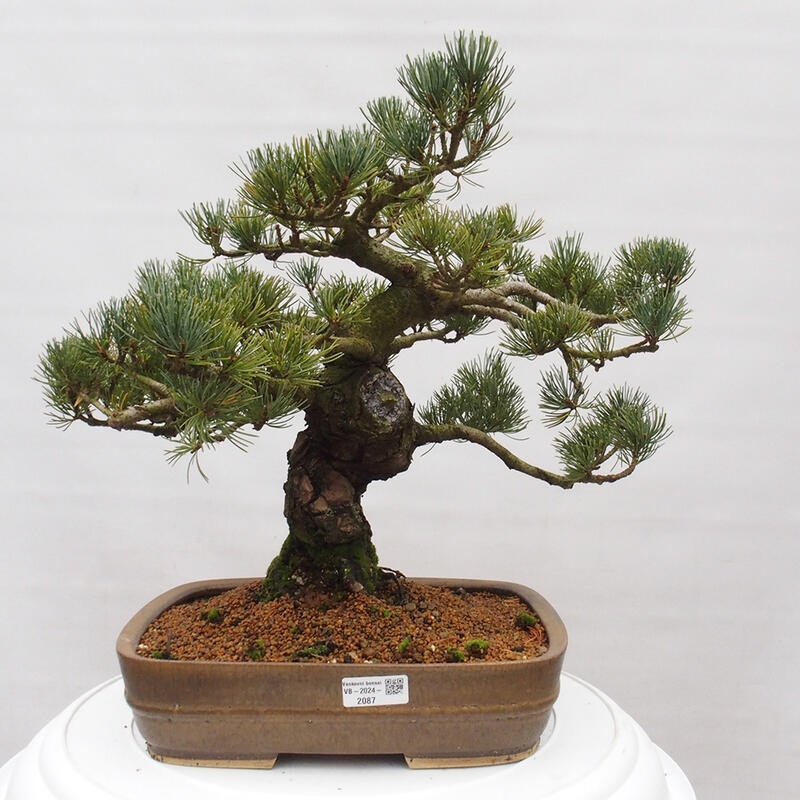 Venkovní bonsai - Pinus parviflora - Borovice drobnokvětá