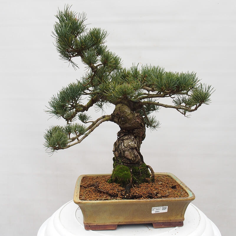 Venkovní bonsai - Pinus parviflora - Borovice drobnokvětá