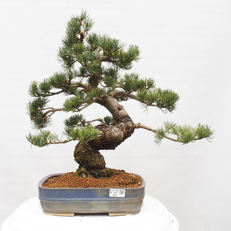 Venkovní bonsai - Pinus parviflora - Borovice drobnokvětá