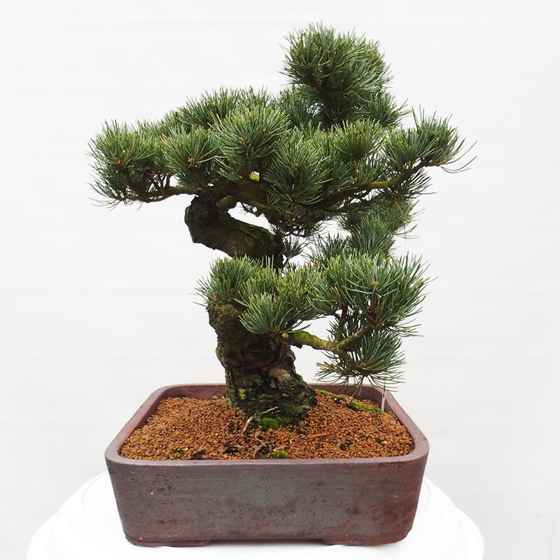 Venkovní bonsai - Pinus parviflora - Borovice drobnokvětá