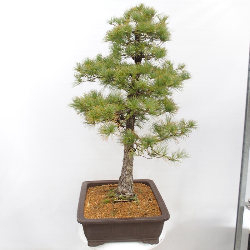 Venkovní bonsai - Pinus parviflora - Borovice drobnokvětá