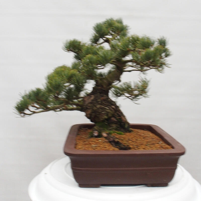 Venkovní bonsai - Pinus parviflora - Borovice drobnokvětá