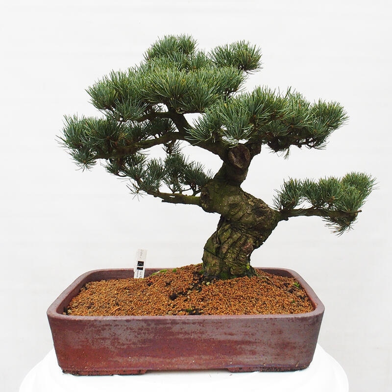 Venkovní bonsai - Pinus parviflora - Borovice drobnokvětá