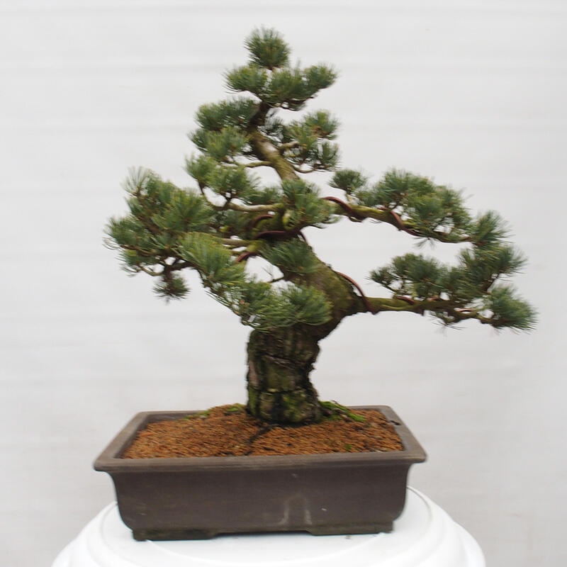 Venkovní bonsai - Pinus parviflora - Borovice drobnokvětá