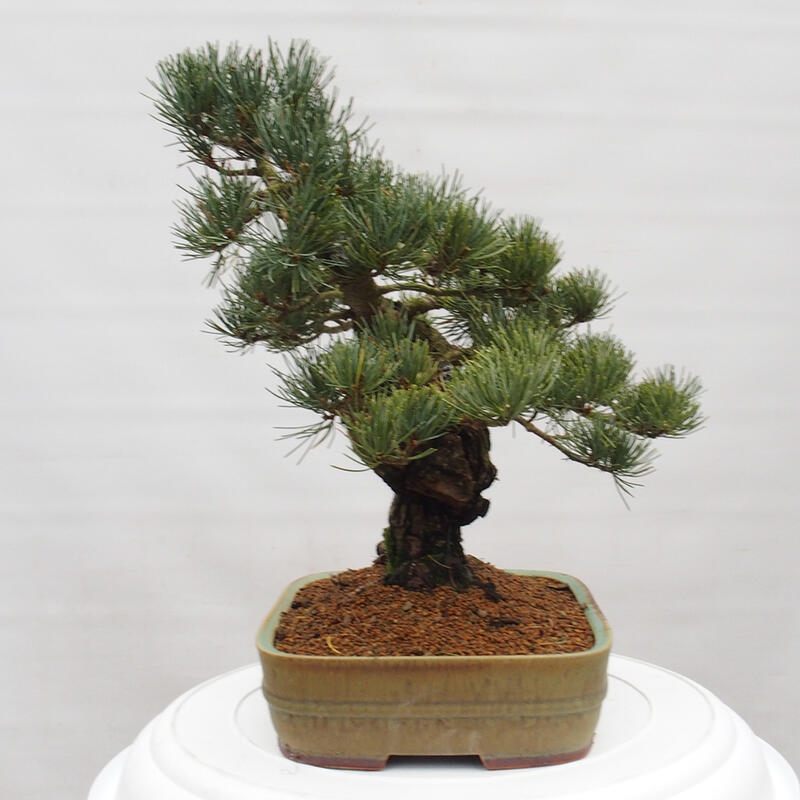 Venkovní bonsai - Pinus parviflora - Borovice drobnokvětá