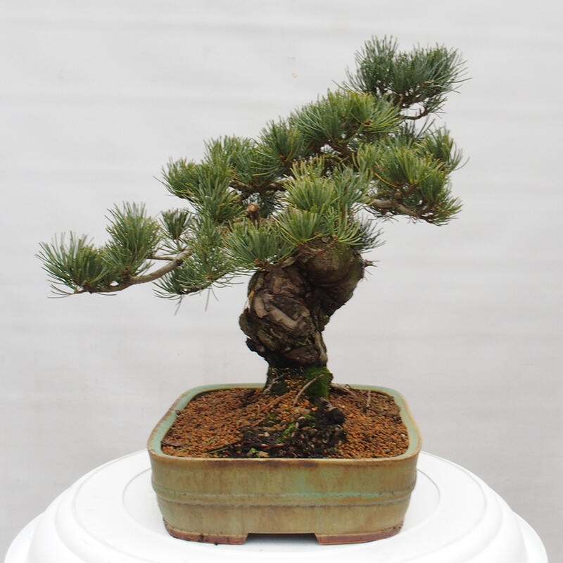 Venkovní bonsai - Pinus parviflora - Borovice drobnokvětá