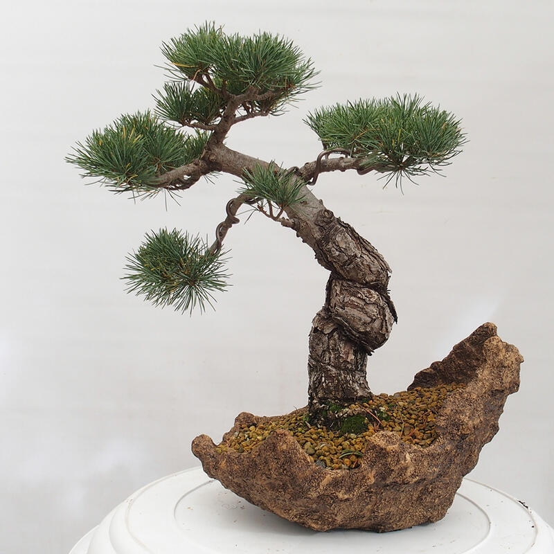 Venkovní bonsai - Pinus parviflora - Borovice drobnokvětá