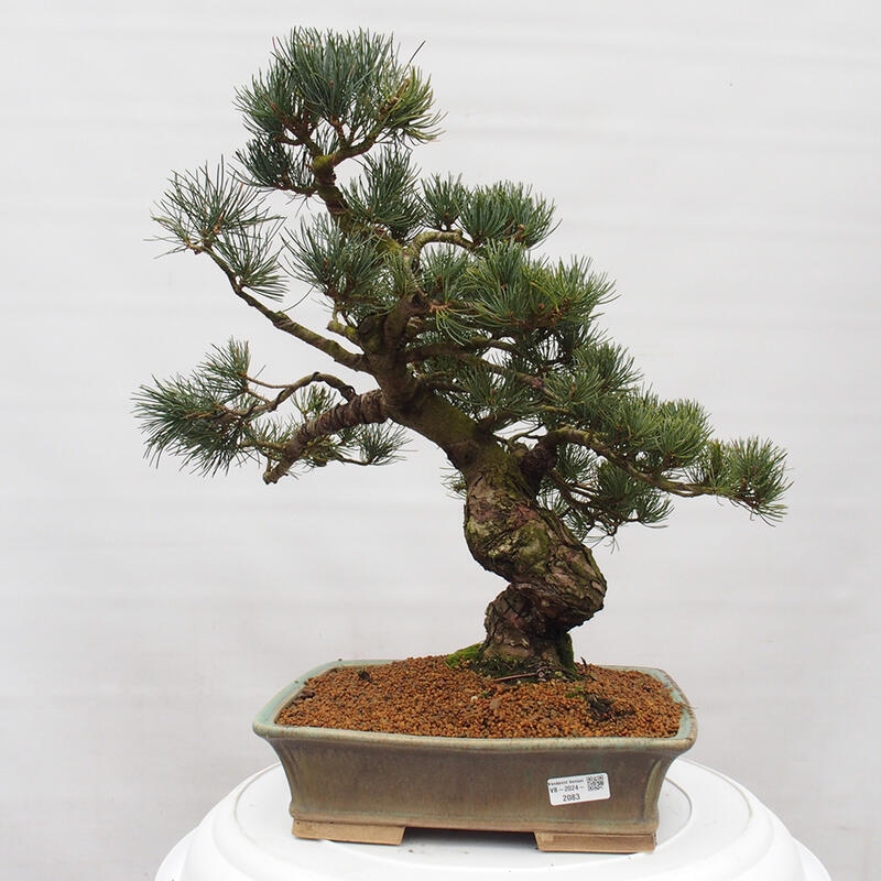 Venkovní bonsai - Pinus parviflora - Borovice drobnokvětá