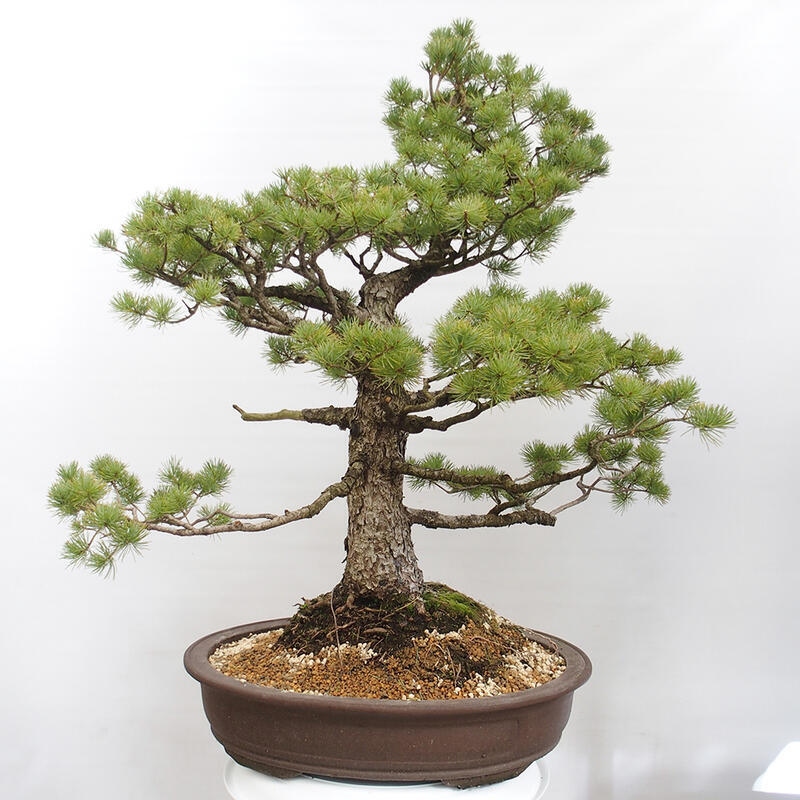 Venkovní bonsai - Pinus parviflora - Borovice drobnokvětá