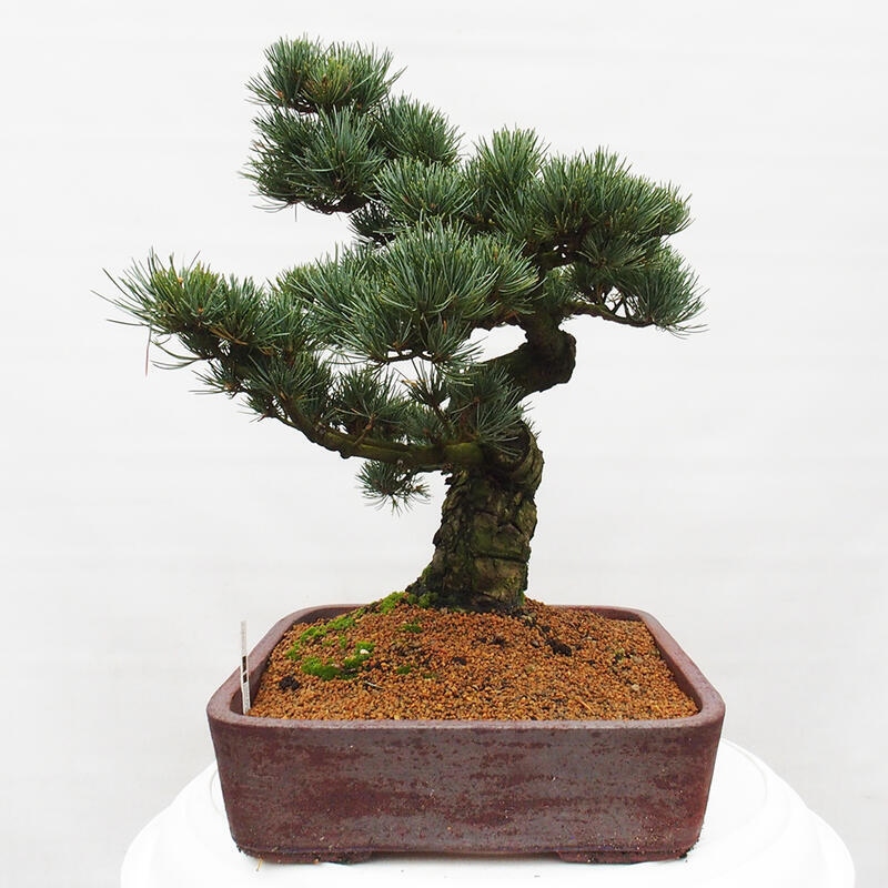 Venkovní bonsai - Pinus parviflora - Borovice drobnokvětá