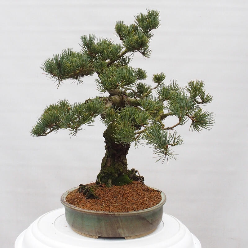 Venkovní bonsai - Pinus parviflora - Borovice drobnokvětá