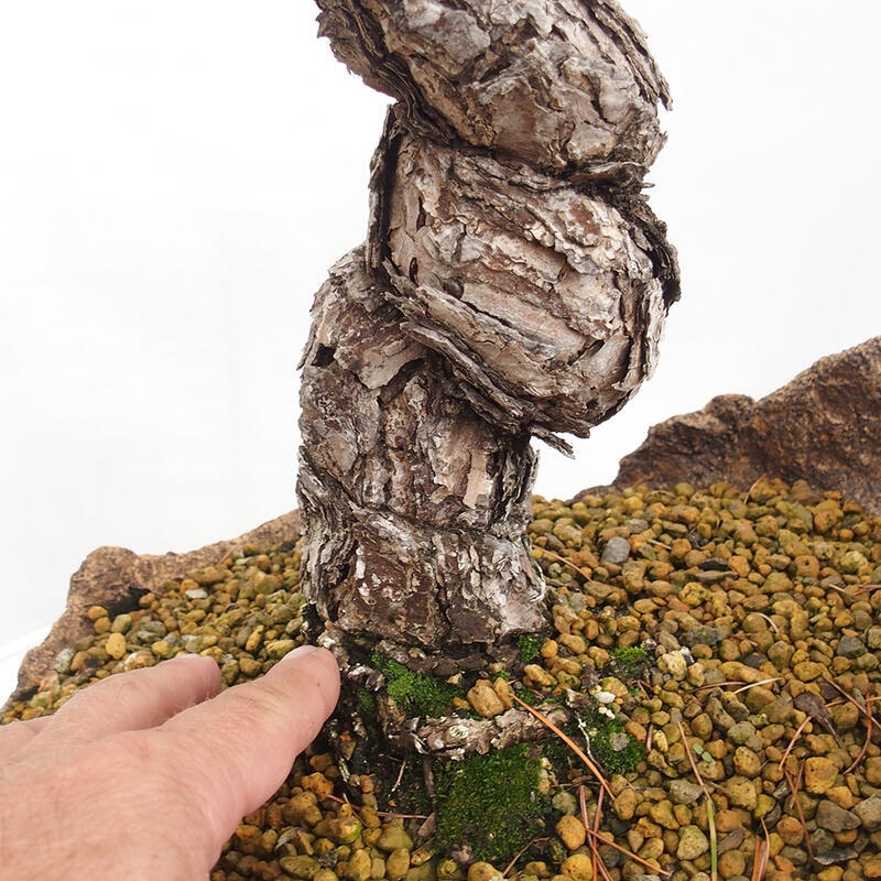 Venkovní bonsai - Pinus parviflora - Borovice drobnokvětá