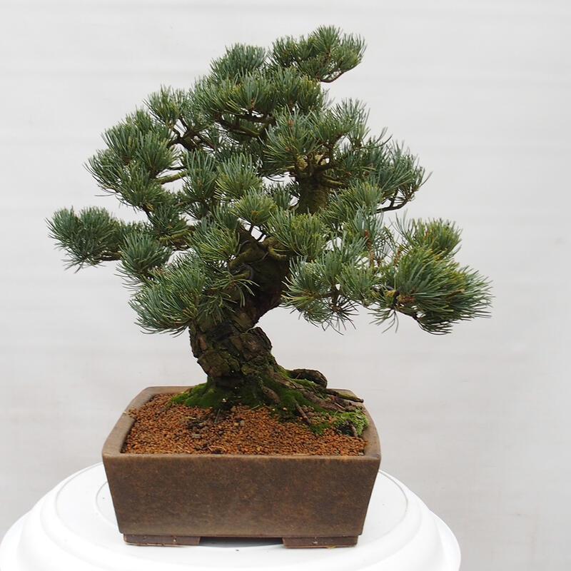 Venkovní bonsai - Pinus parviflora - Borovice drobnokvětá