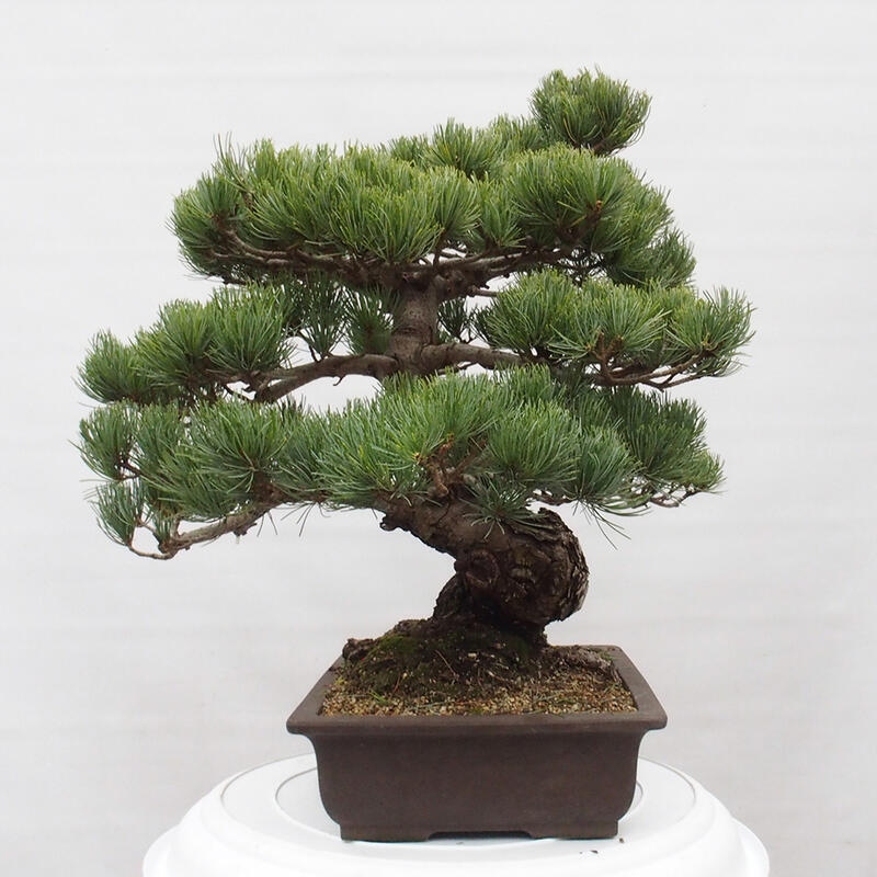 Venkovní bonsai - Pinus parviflora - Borovice drobnokvětá