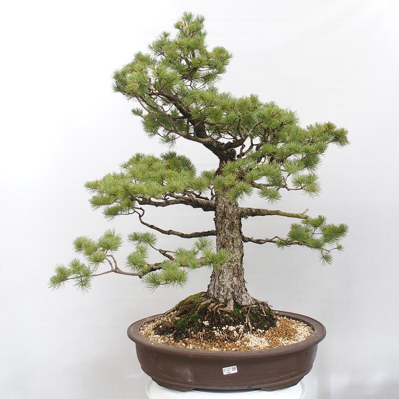 Venkovní bonsai - Pinus parviflora - Borovice drobnokvětá