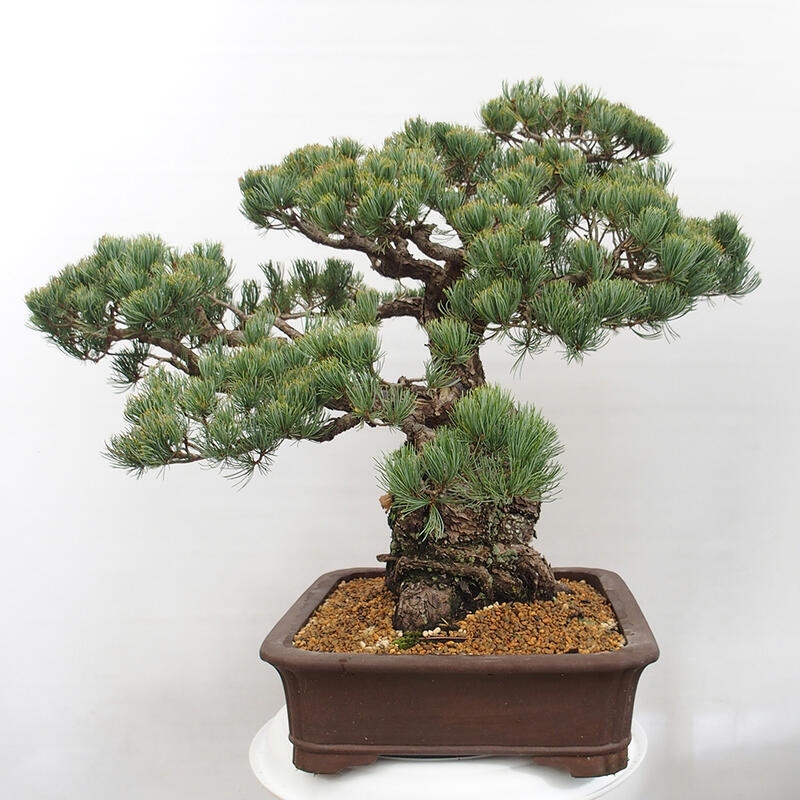 Venkovní bonsai - Pinus parviflora - Borovice drobnokvětá