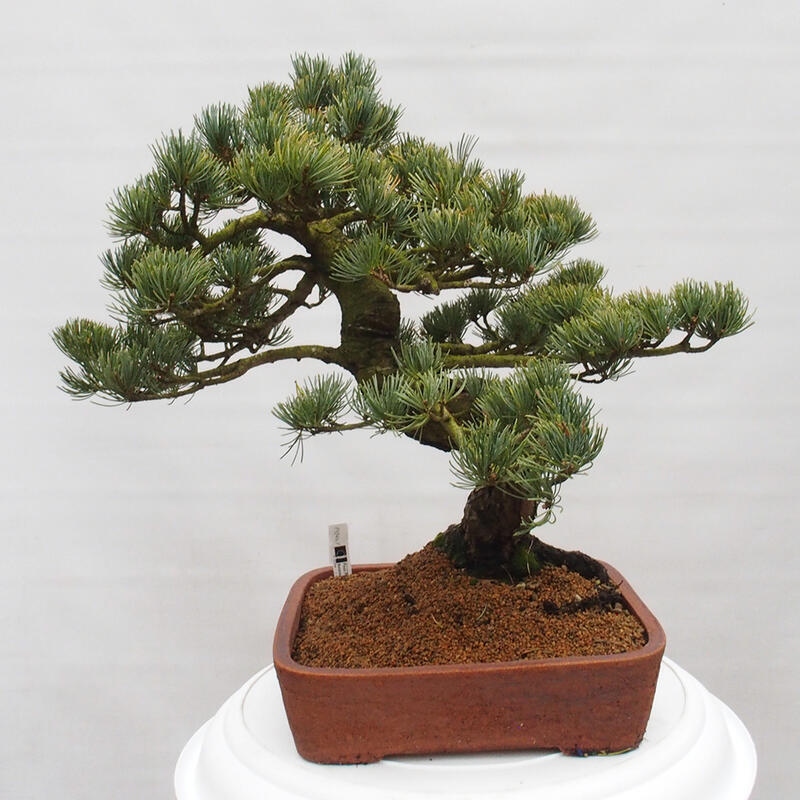 Venkovní bonsai - Pinus parviflora - Borovice drobnokvětá