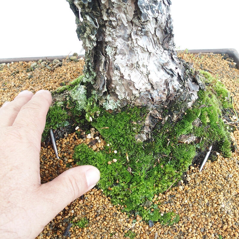 Venkovní bonsai - Pinus parviflora - Borovice drobnokvětá