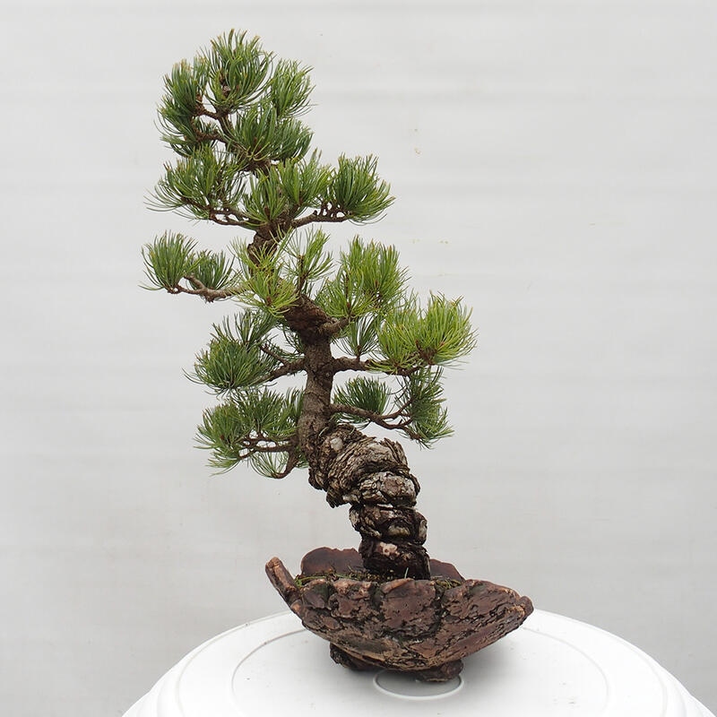 Venkovní bonsai - Pinus parviflora - Borovice drobnokvětá