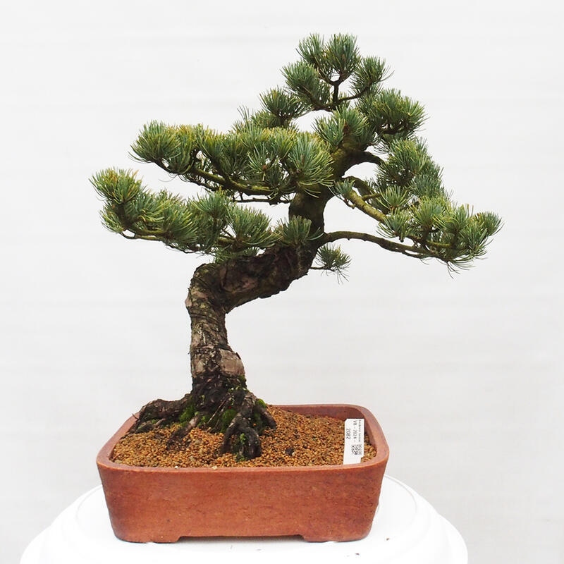 Venkovní bonsai - Pinus parviflora - Borovice drobnokvětá