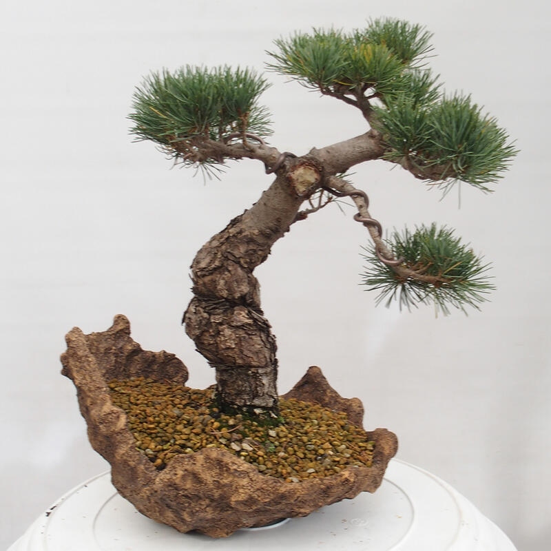 Venkovní bonsai - Pinus parviflora - Borovice drobnokvětá