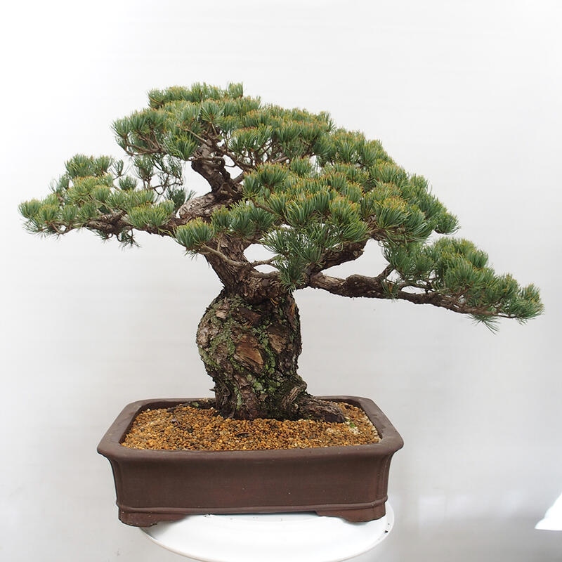 Venkovní bonsai - Pinus parviflora - Borovice drobnokvětá