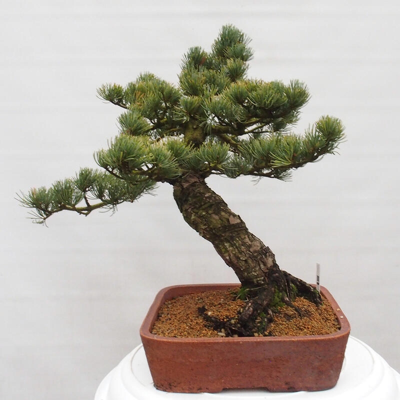 Venkovní bonsai - Pinus parviflora - Borovice drobnokvětá