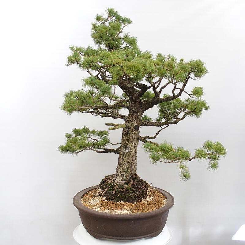 Venkovní bonsai - Pinus parviflora - Borovice drobnokvětá