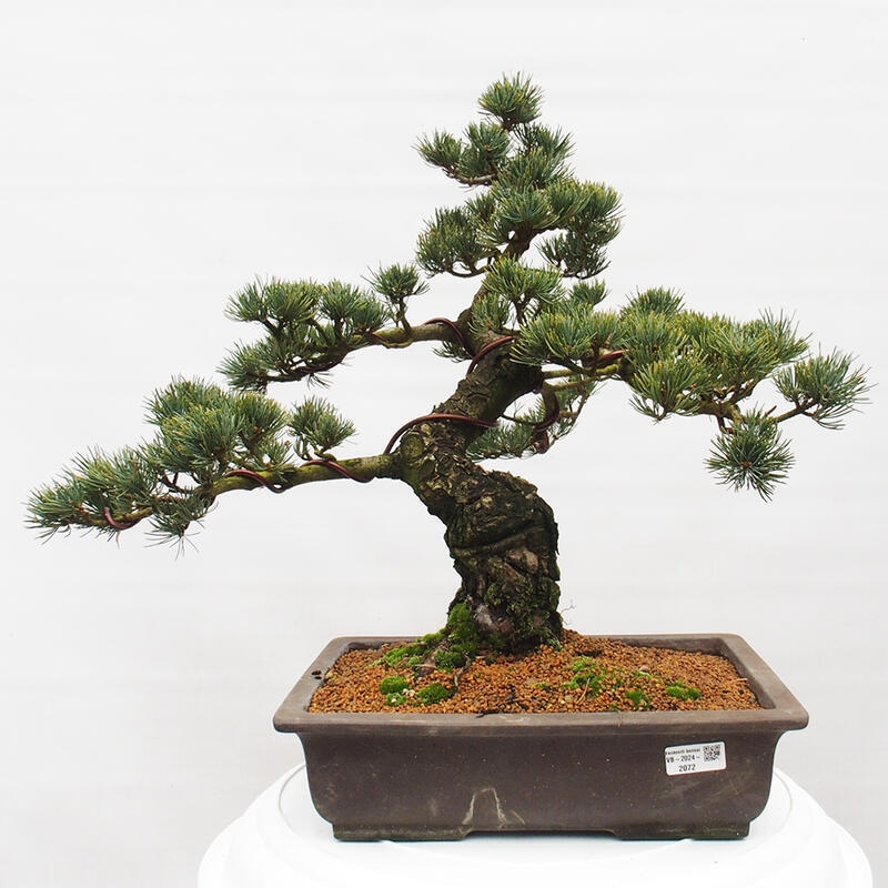 Venkovní bonsai - Pinus parviflora - Borovice drobnokvětá